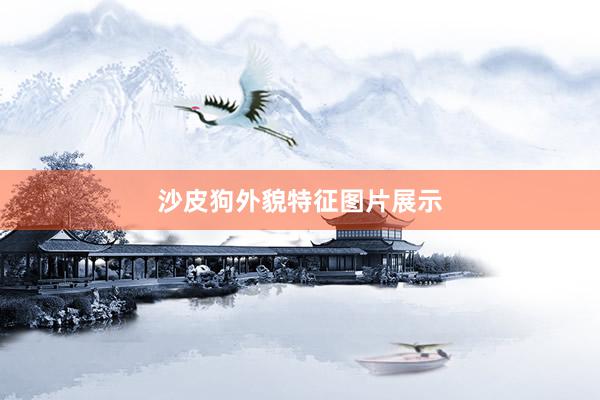 沙皮狗外貌特征图片展示